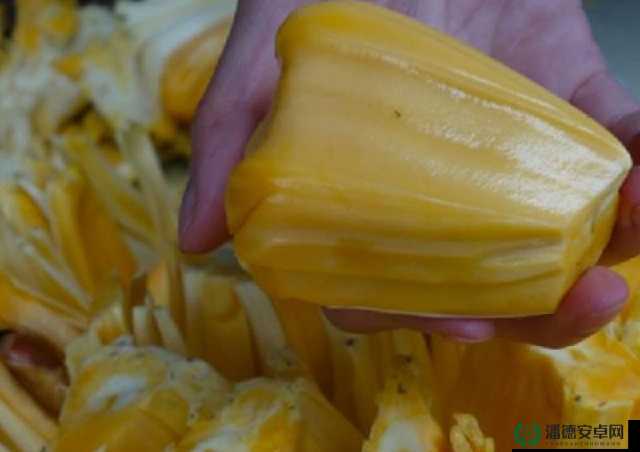 菠萝菠萝蜜免费视频观看播放：带你走进神秘的热带世界