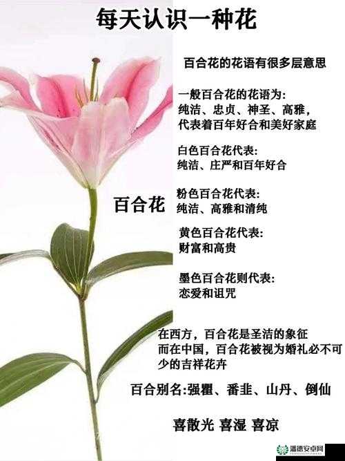百合性爽：独特魅力的百合情感故事呈现