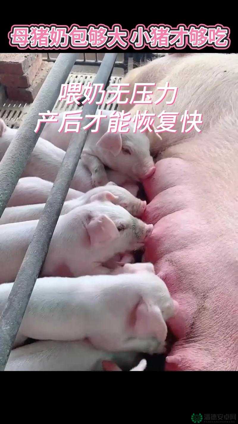 一边下奶一吃敷面膜视频 60 分钟在线观看：令人惊讶的独特体验