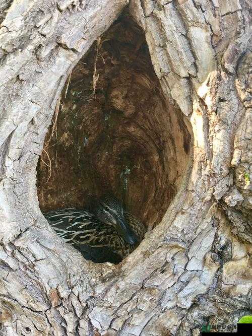 亚洲XXXXXXXLMEDJYF：一场神秘而刺激的探险之旅