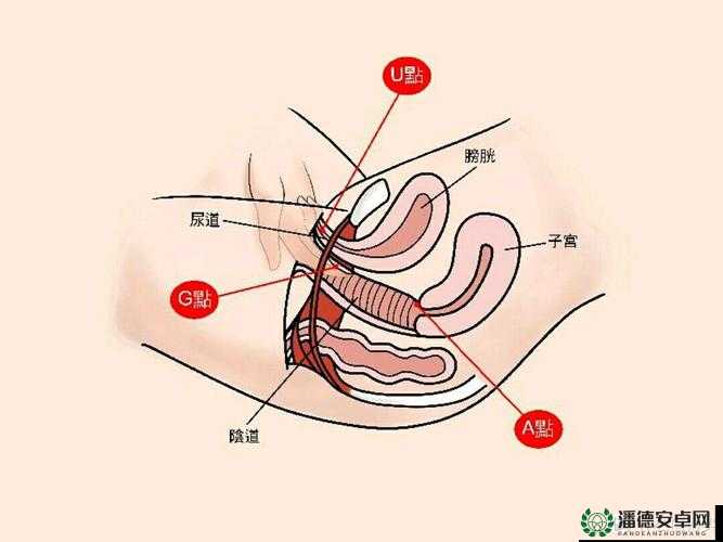 推油按摩能刺激 G 点吗？了解 G 点的秘密，提升性福指数