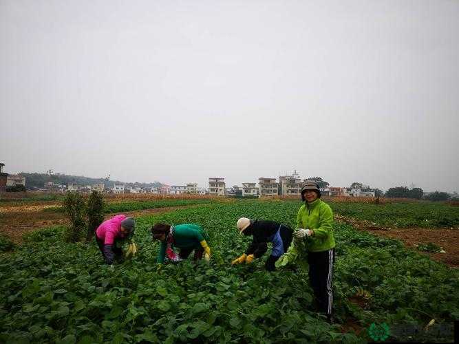 揭秘黑土拔萝卜奥义图：高效技巧与实用方法全解析，助你轻松掌握拔萝卜秘诀