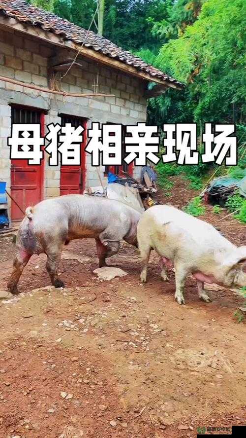女人和公豬交交301的奇特现象：探讨背后的原因与社会影响