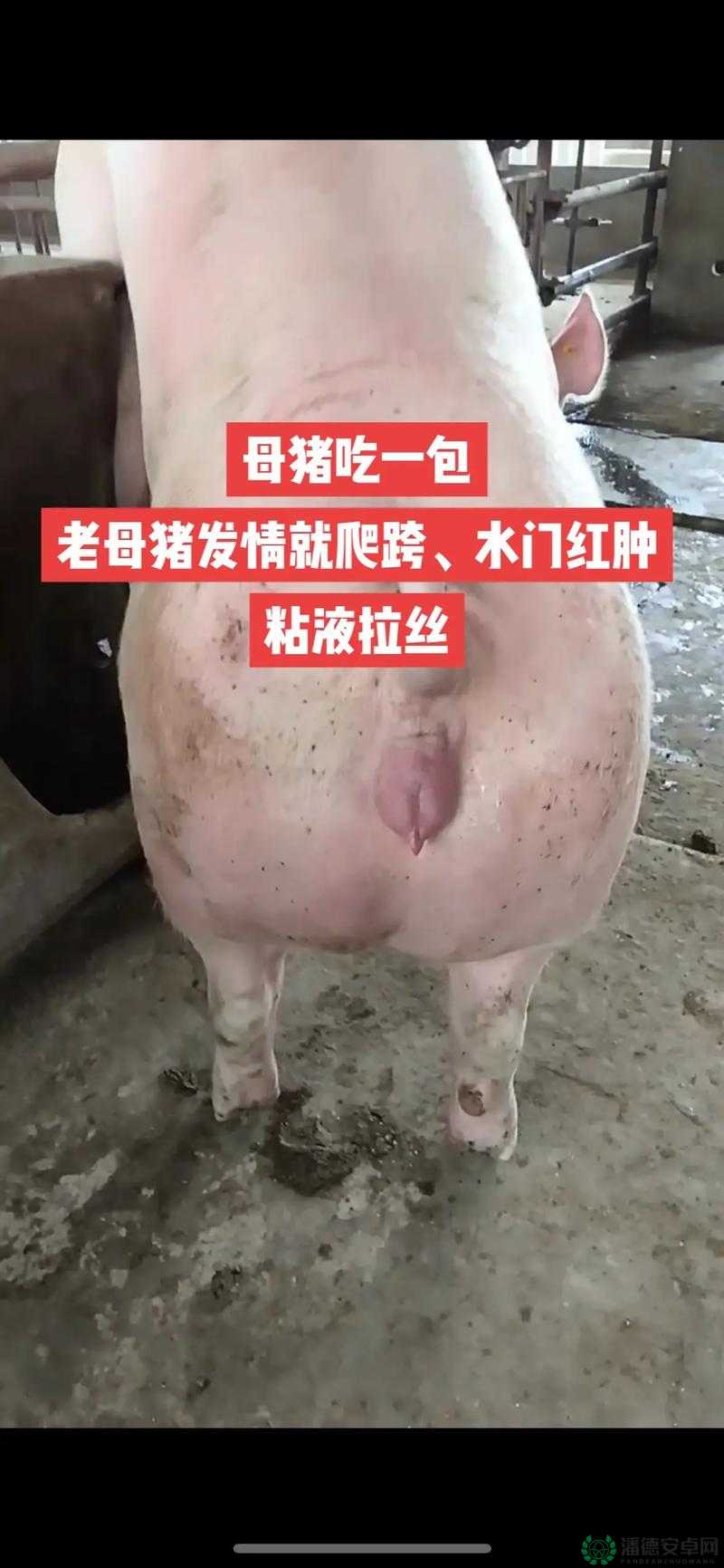 水门最大可以留母猪吗？相关疑问及详细解答，你想知道的都在这里